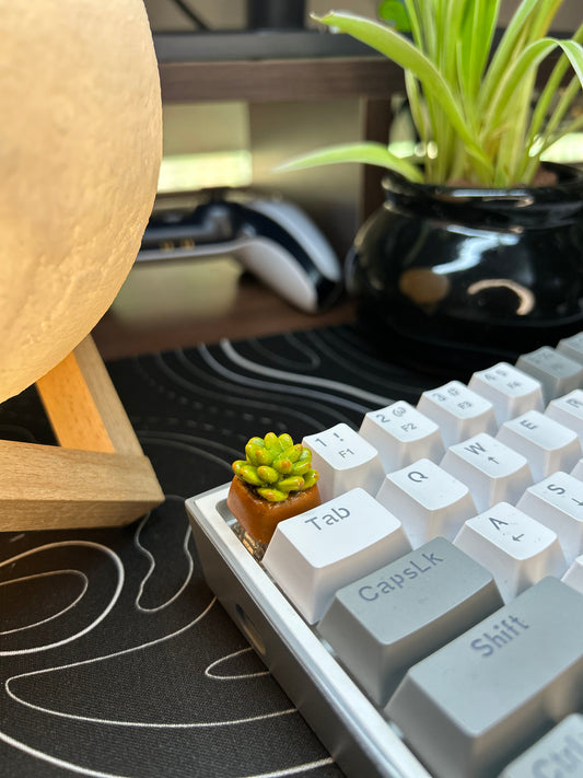 SUCCULENT